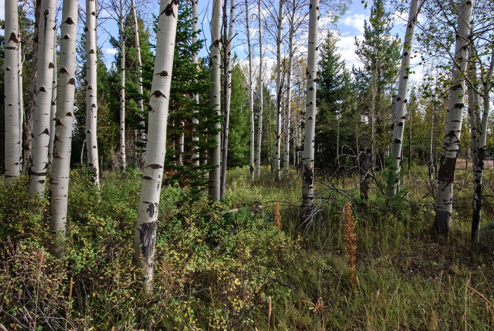 aspen grove of trees